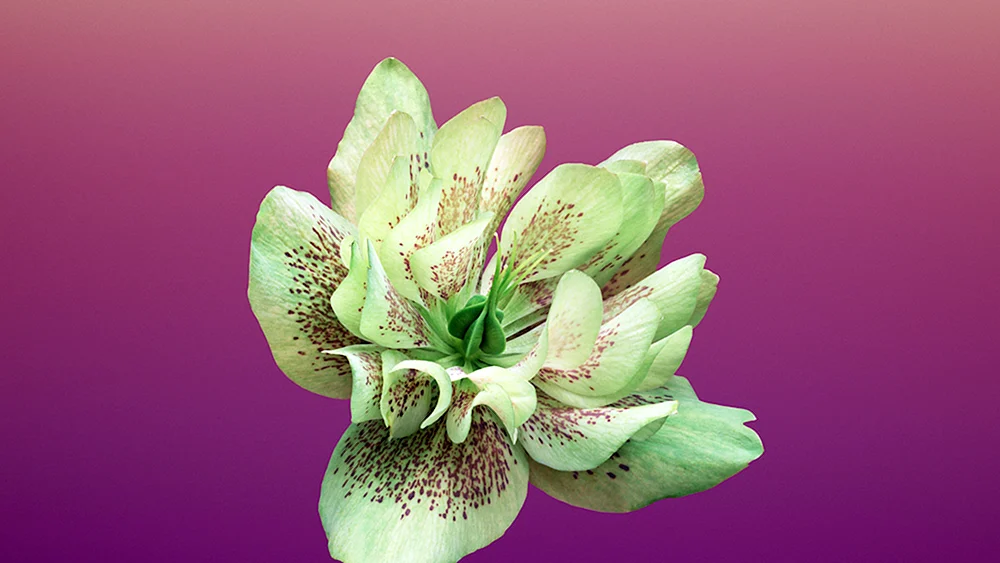 13 Pro Blume