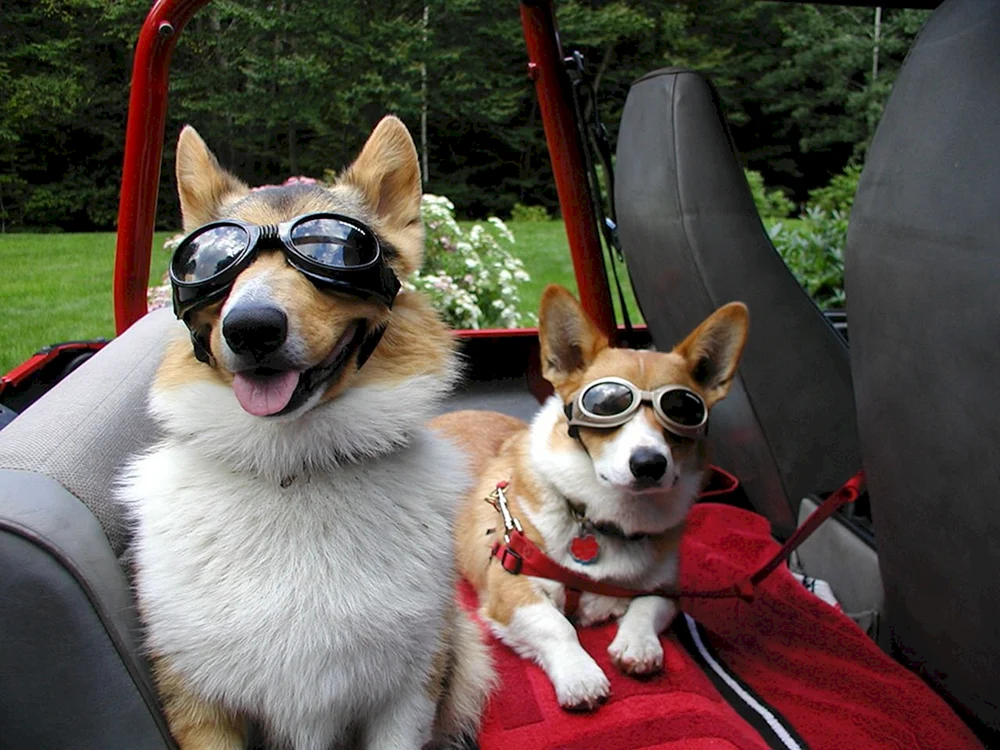 Welsh Corgi