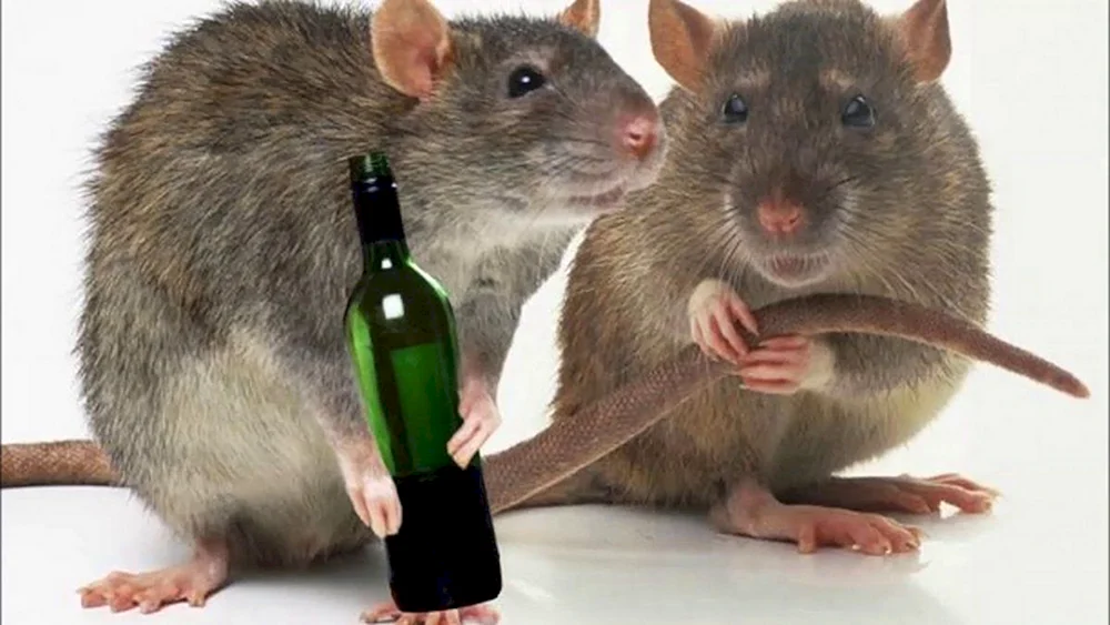 Fette Maus