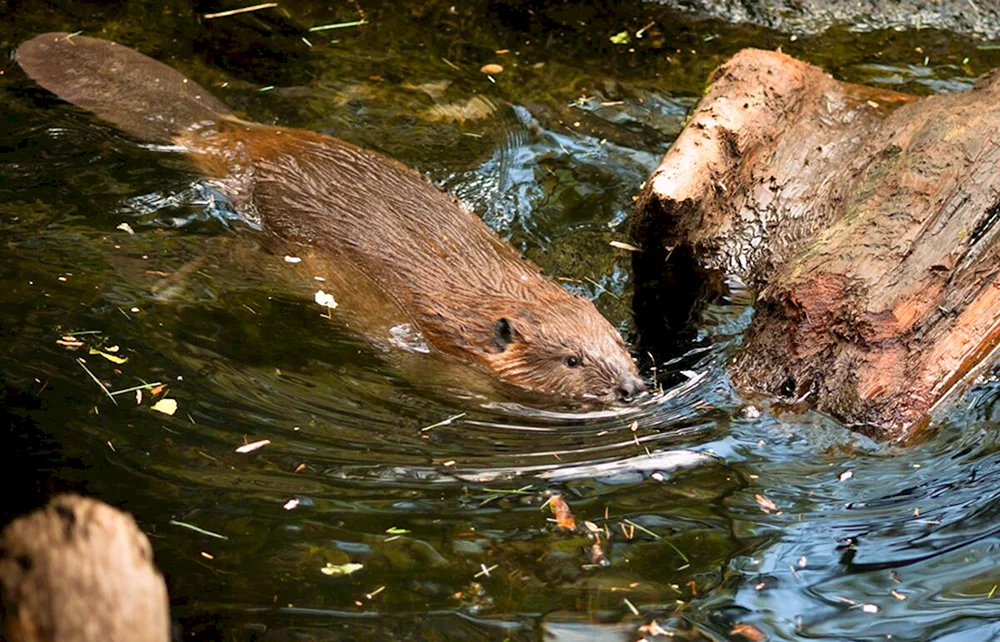 Kanadischer Biber Castor canadensis