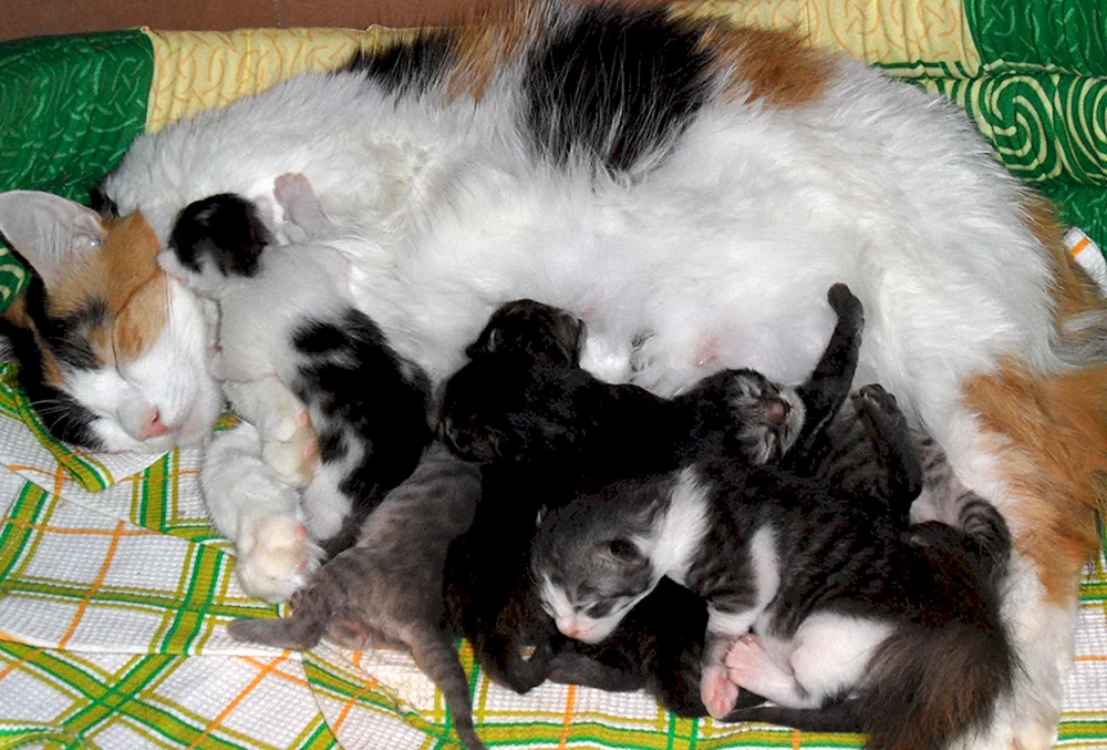 Kitten 3 Wochen alte Kätzchen
