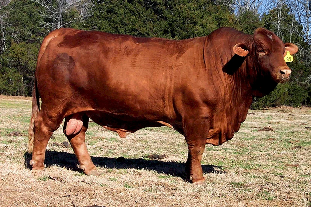 Aberdeen Angus Rasse von rot