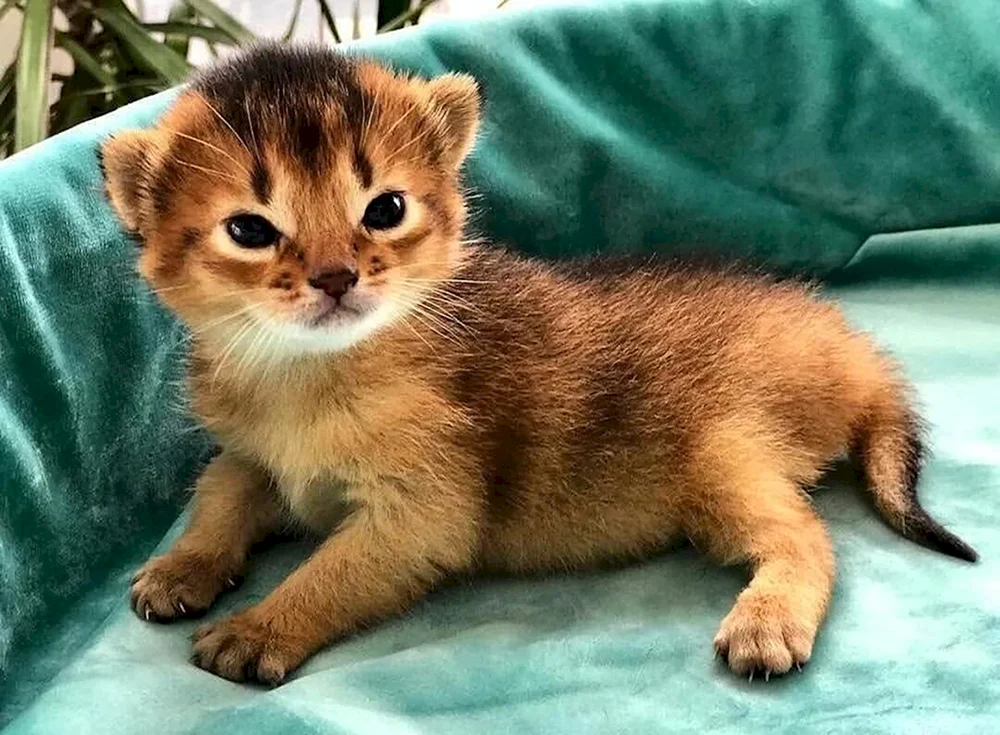 Abessinier Munchkin