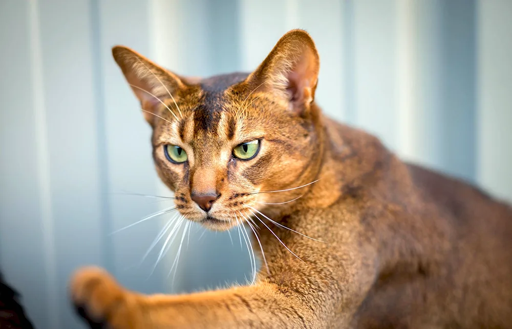 Abyssinerkatze