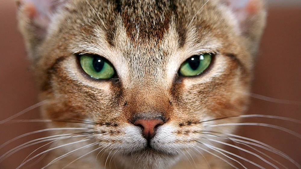 Abyssinerkatzengesicht