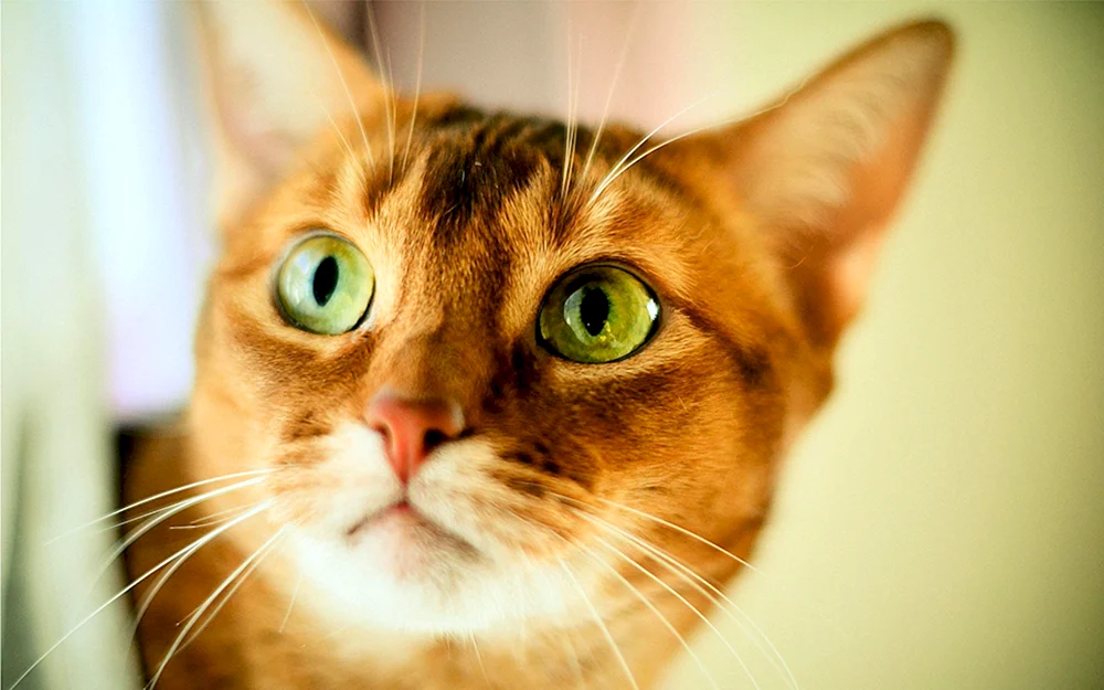 Europäische Kurzhaarkatze