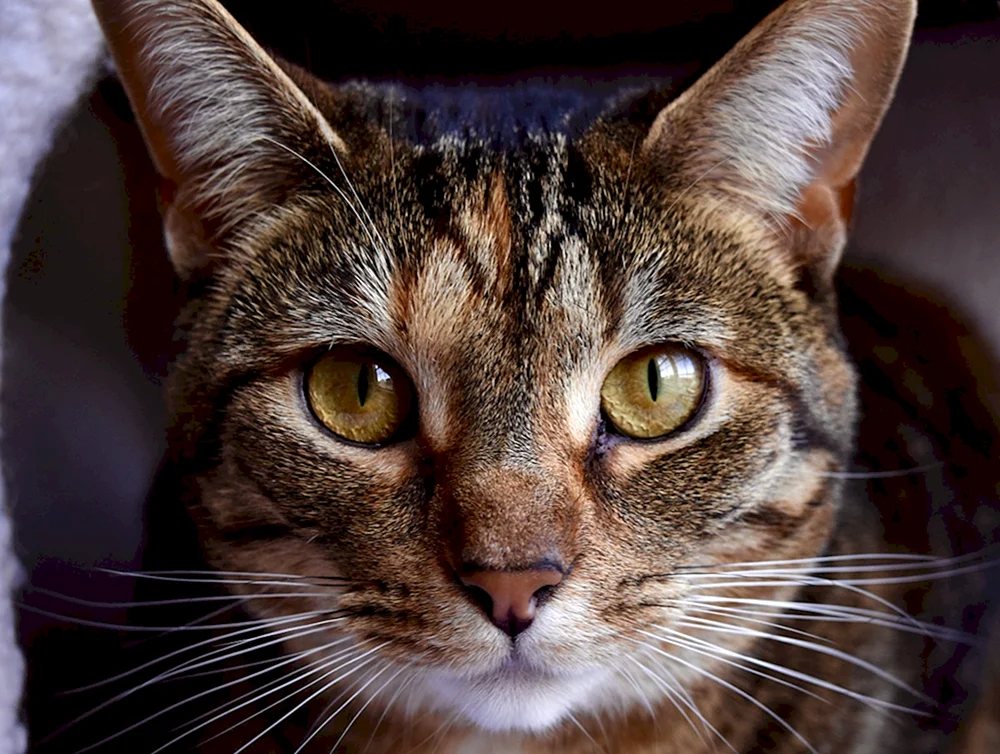 Katzenlächeln