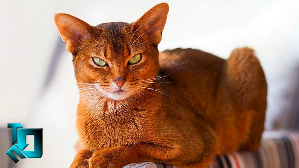 Abyssinian Katze gestromt