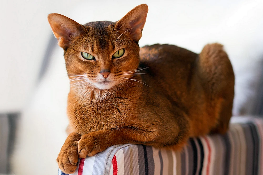 Abyssinische Rasse