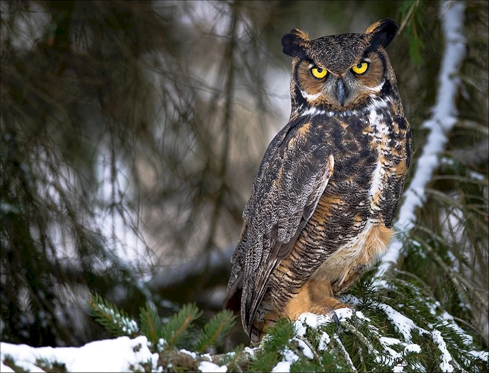Philin Bubo