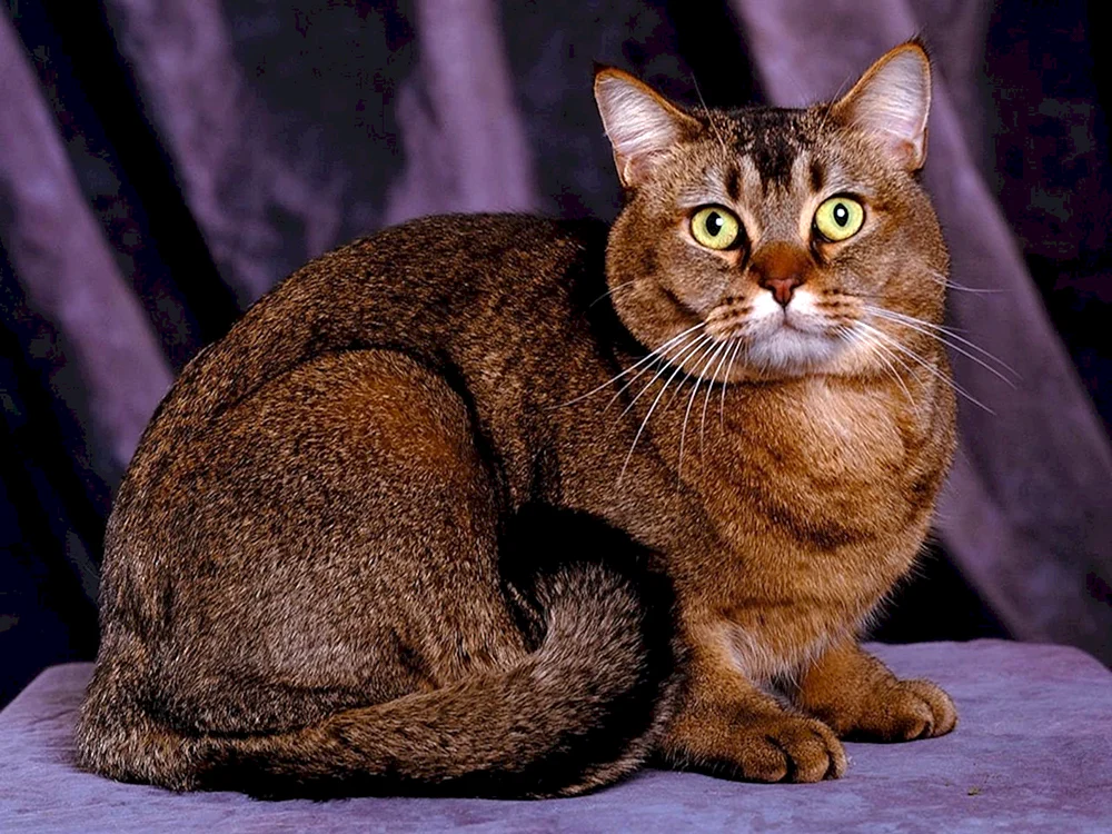 Europäische Birmakatze