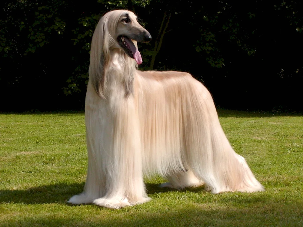Aboriginal Afghanischer Windhund