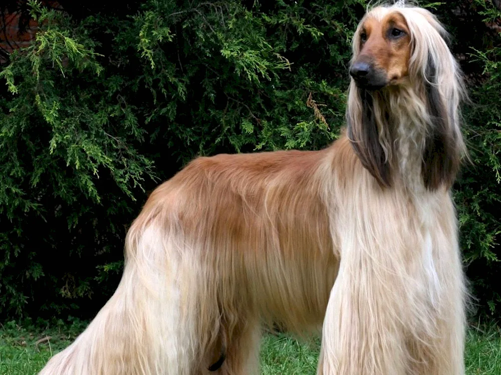 Einheimischer Afghanischer Windhund