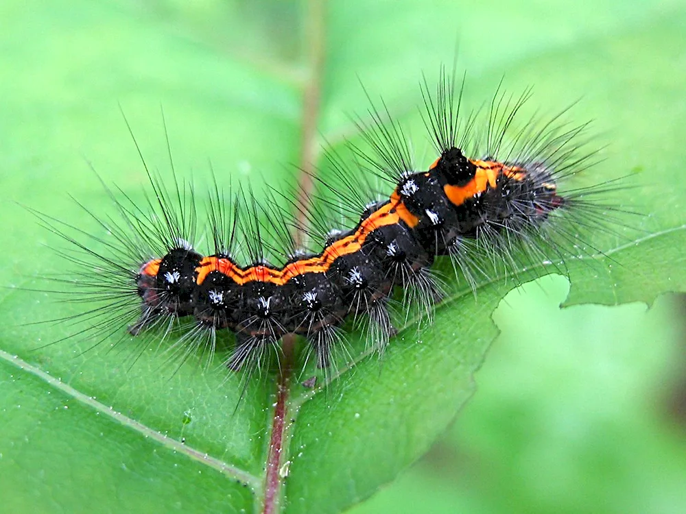 Schwalbenschwanz Raupe Schmetterling