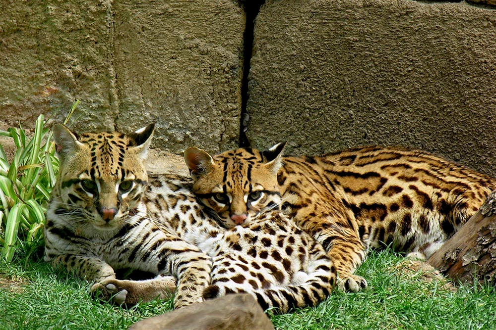 Ocelot