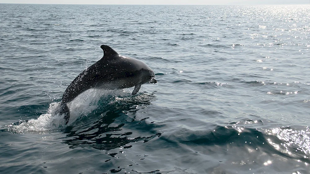 Afalina in Anapa Delfin