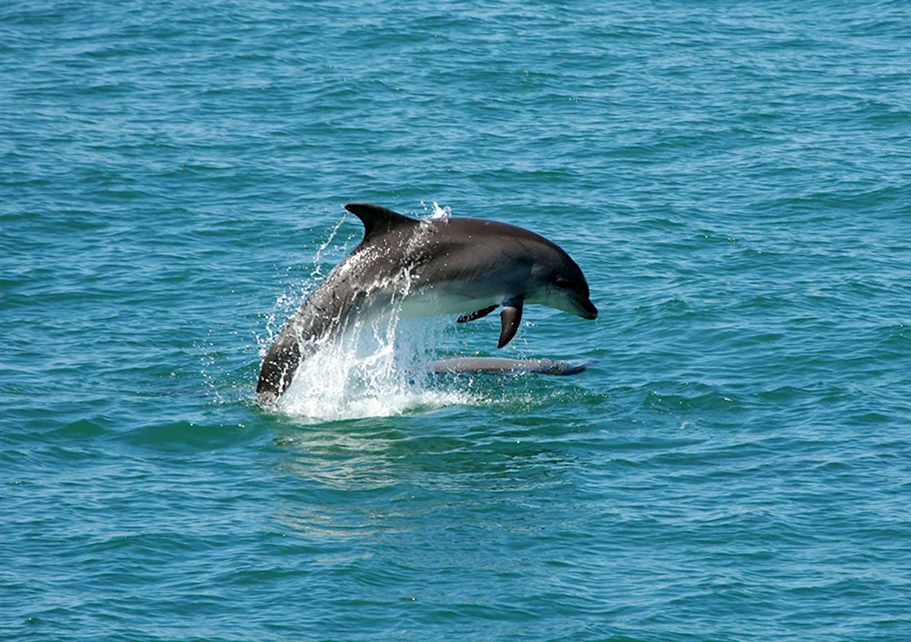 Delphin Afalina Krim