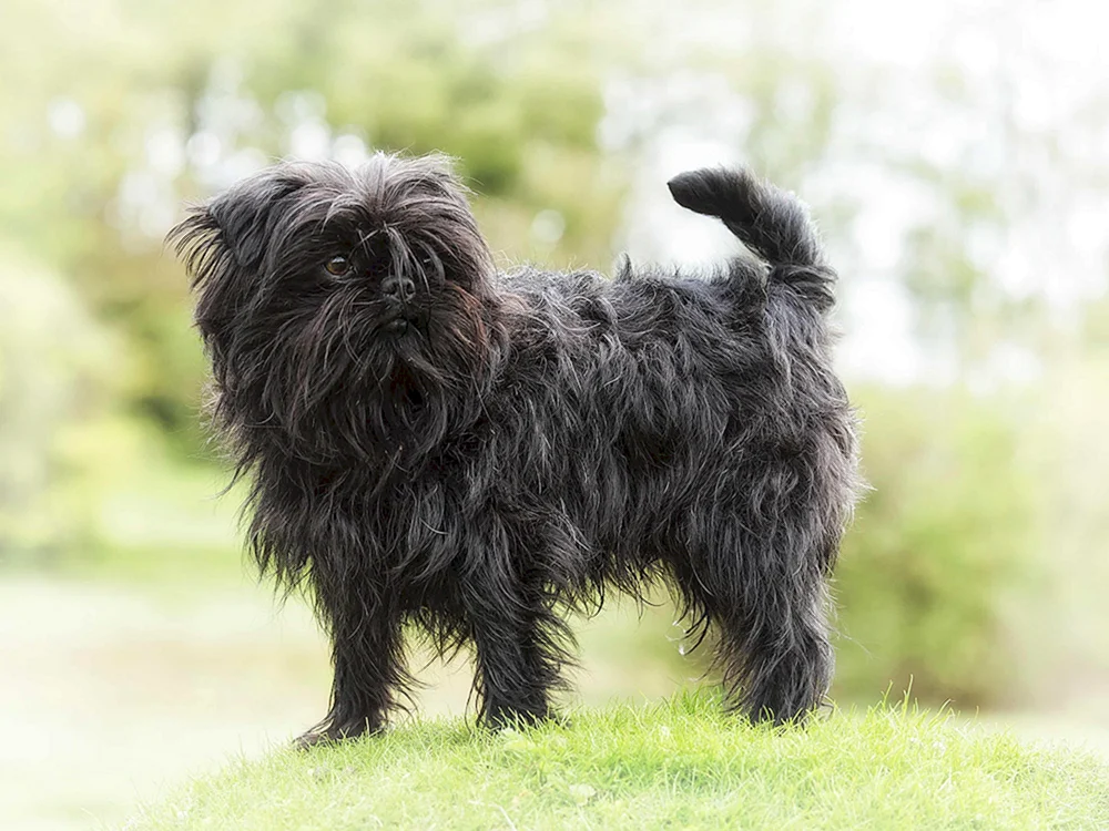 Bichon havanese