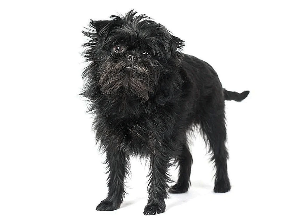 Affenpinscher Hunderasse