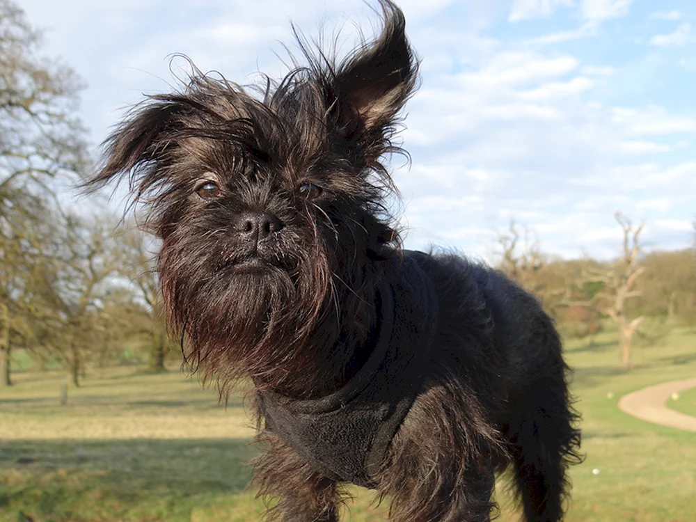 Shaggy Terrier