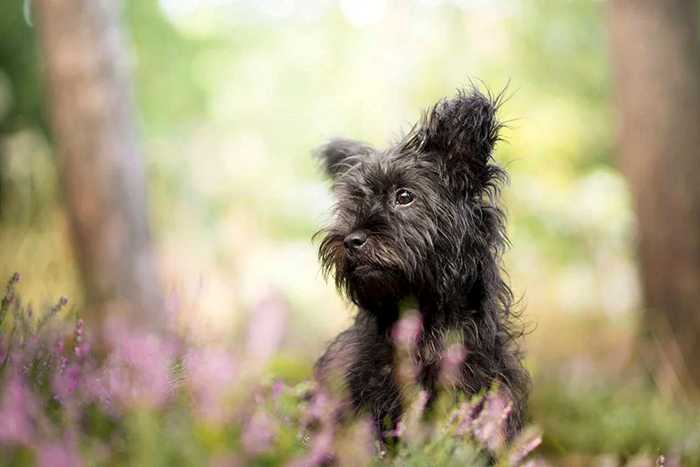 Affenpinscher Terrier