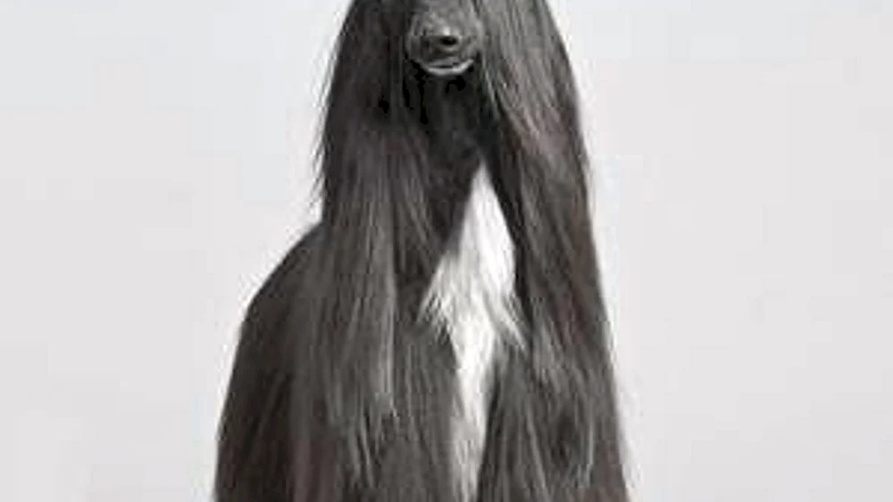 Afghanischer Windhund