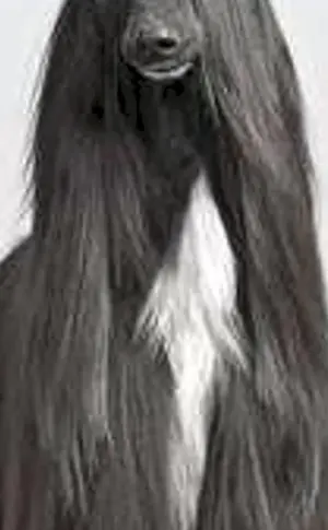 Afghanischer Windhund