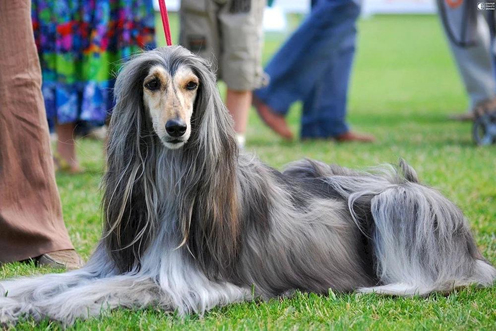 Yorkshire Terrier Langhaar