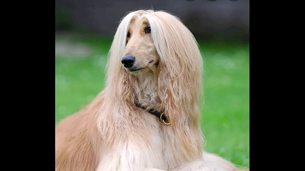 Afghanischer Schäferhund Windhund