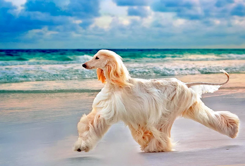Afghanischer Windhund