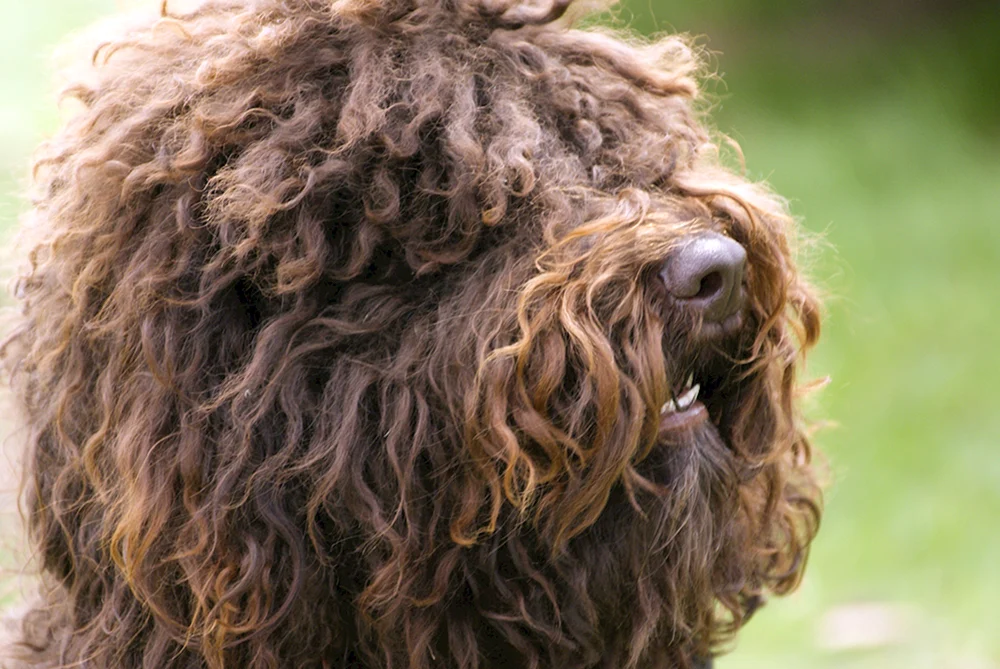 Afghanischer Windhund