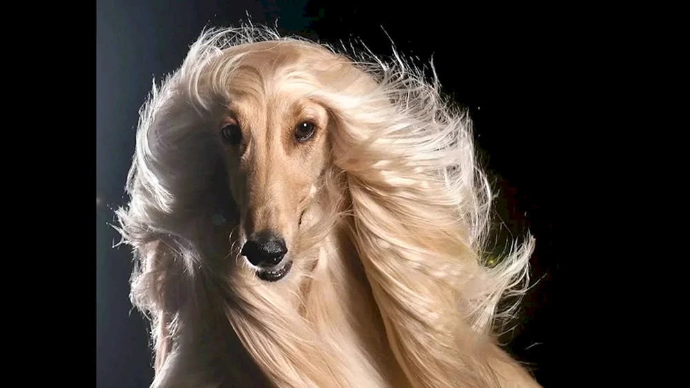 Afghanischer Windhund