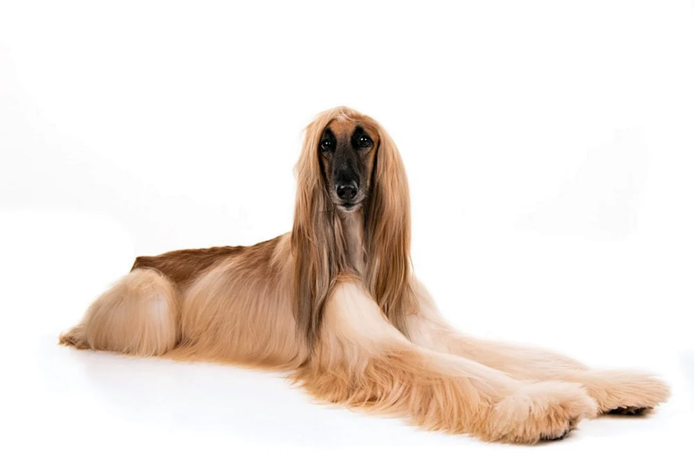 Afghanischer Windhund