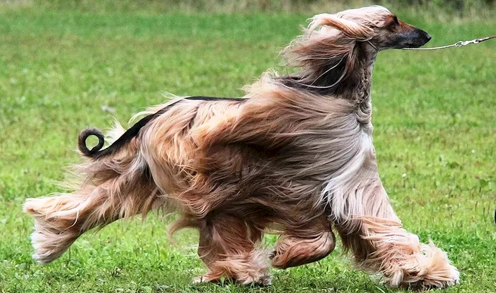She- tzu