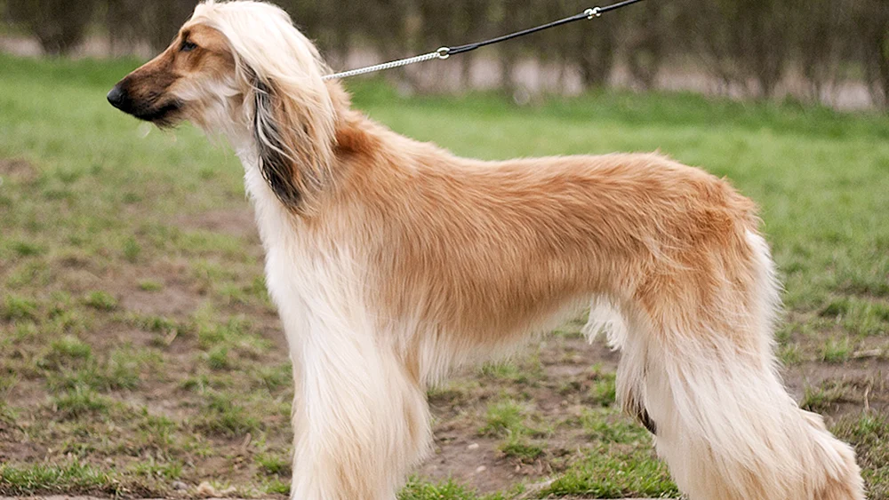 Afghanischer Windhund langhaarig