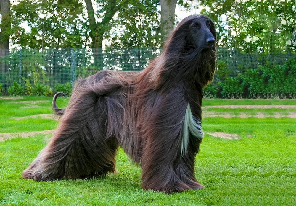 Afghanischer Windhund Sheepdog