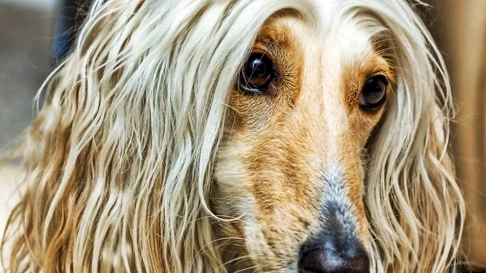 Afghanischer Windhund Afghanischer Windhund