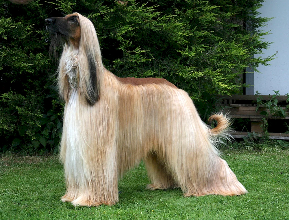 Afghanischer Windhund Schafshund