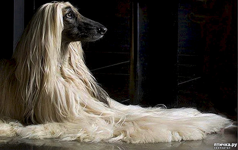 Afghanischer Windhund