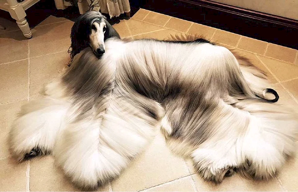 Afghanischer Schäferhund Windhund