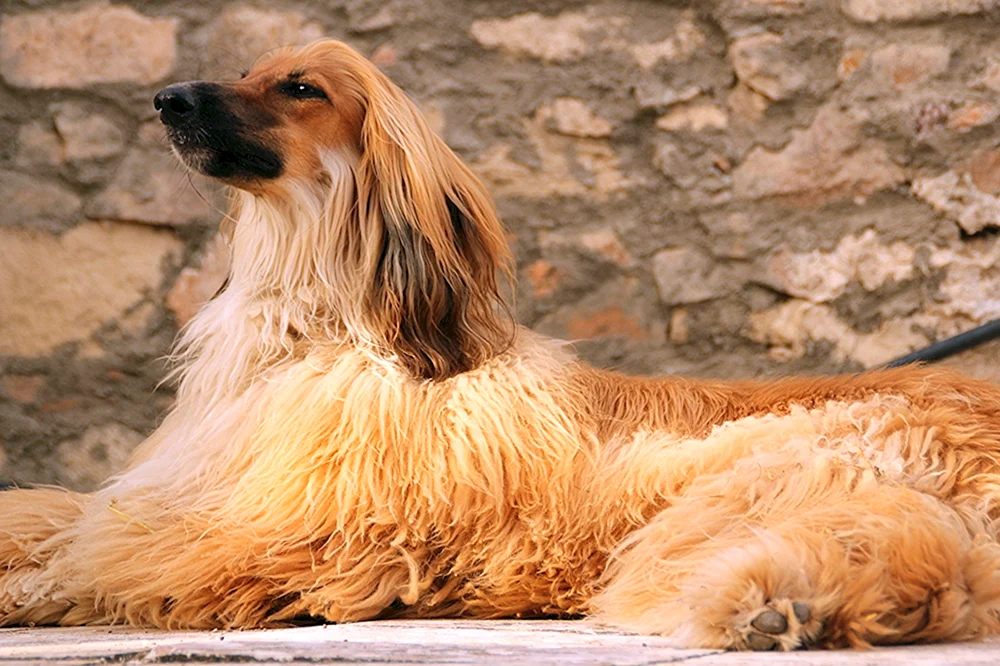 Afghanischer Windhund-Schäferhund
