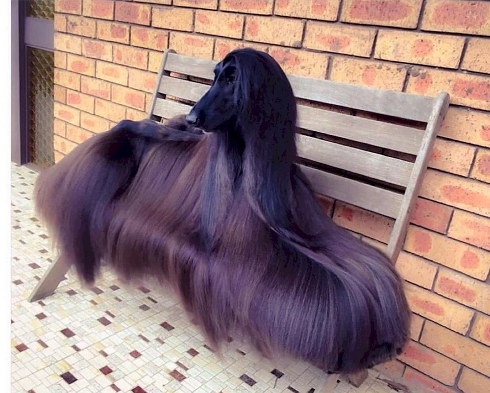 Afghanischer Windhund mit Langhaarfrisur