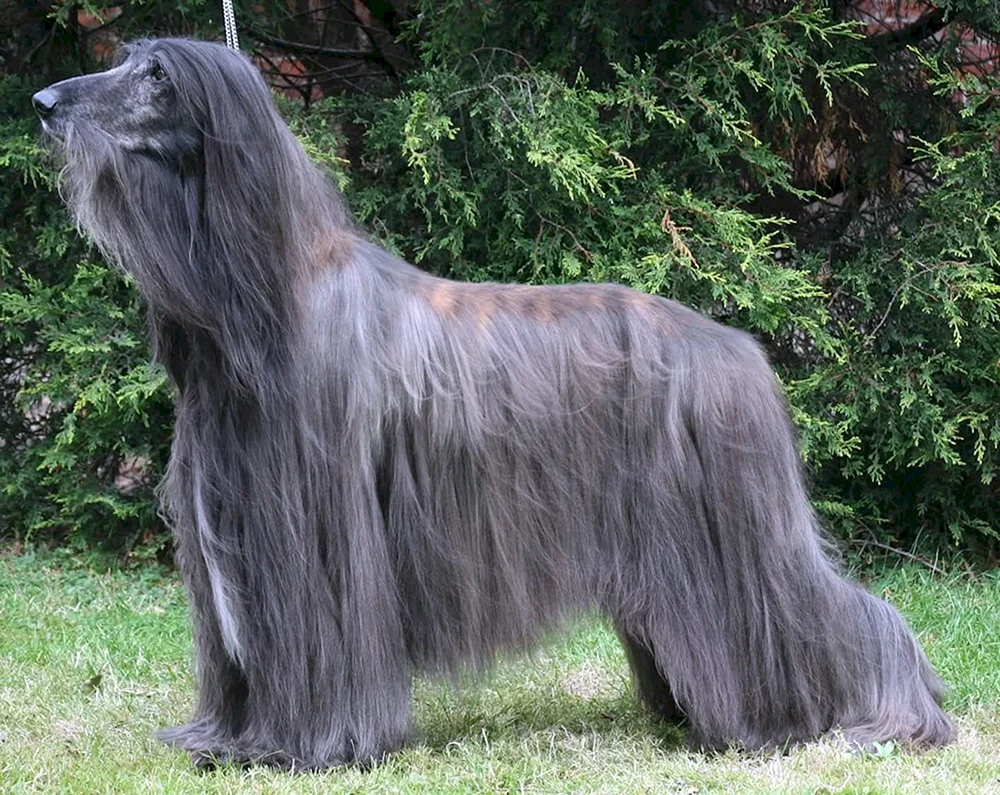 Afghanischer Windhund Hund Windhund
