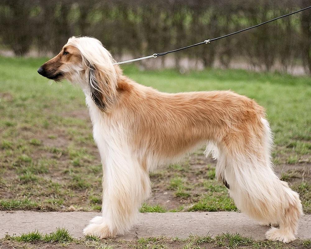 Afghanischer Schäferhund Windhund