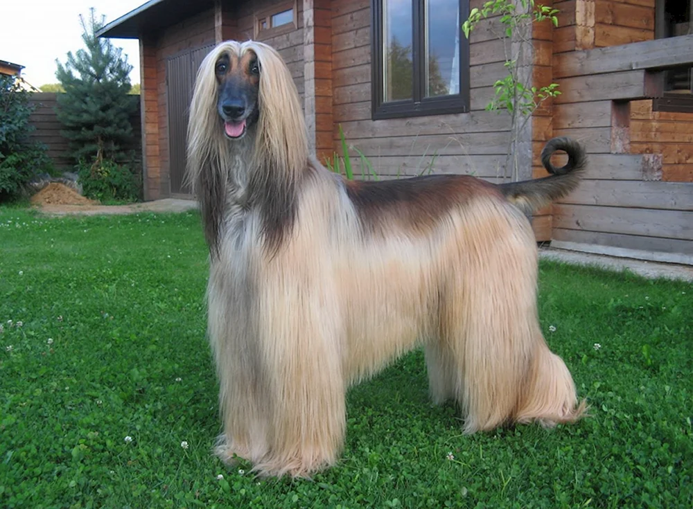 Afghanischer Schäferhund