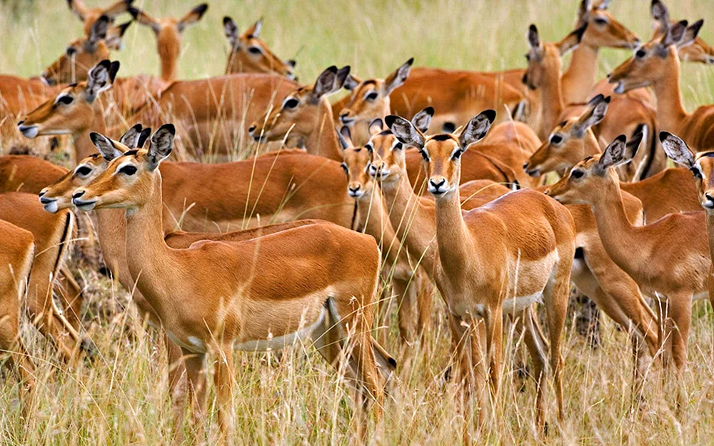 Daursky Reserve Antilope Dzeren