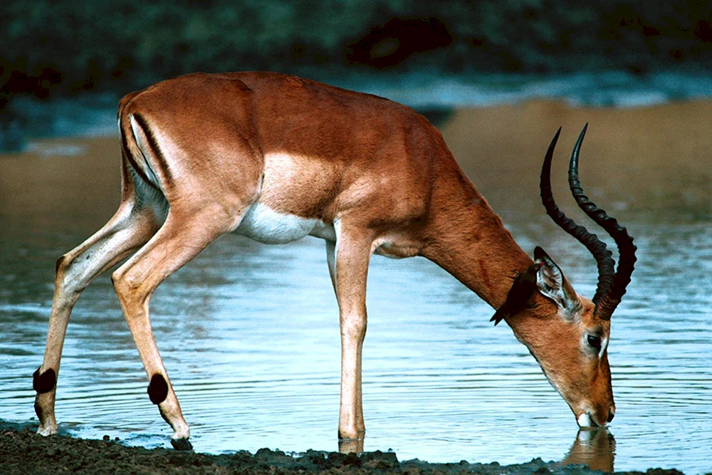 Afrikanische Antilope Impala