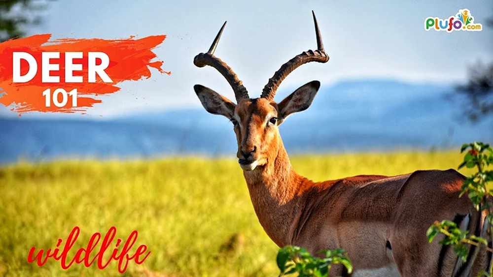 Afrikanische Antilope Impala
