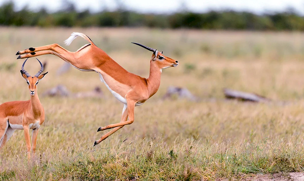Antilopengazelle