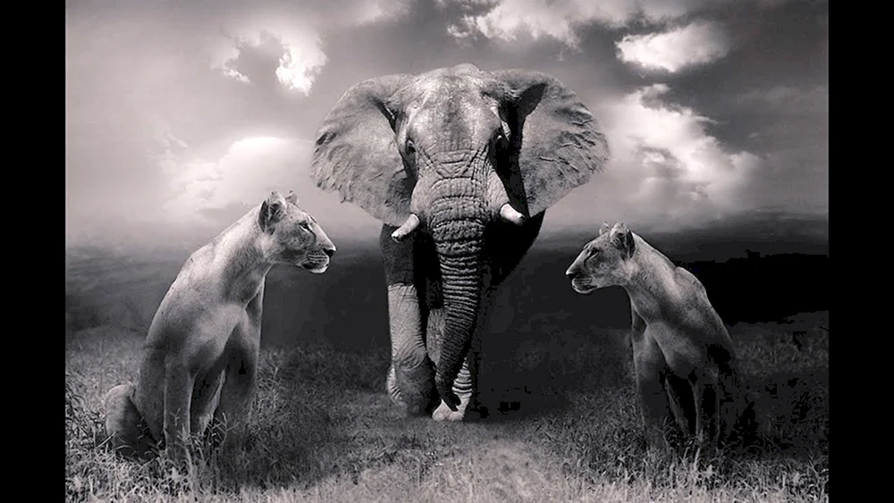 David Yarrow Fotograf „Wilde Begegnungen“
